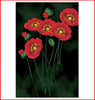Red Poppies No Count Cross Stitch Kit