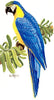 Blue Gold McCaw Cross Stitch Pattern